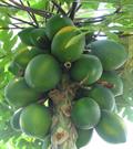 Carica papaya